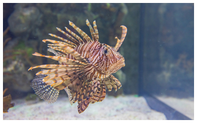 Photo of a lionfish