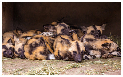 Photo of African painted dogs