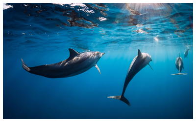 Spinner dolphins swimming